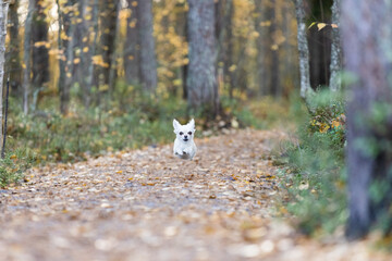 Naklejka na ściany i meble Chihuahua running on path in autumn forest. 