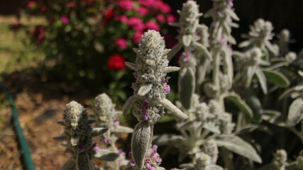 Unusual beautiful flowering garden plants