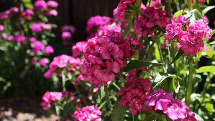Beautiful garden flowers in pink color with blurred background
