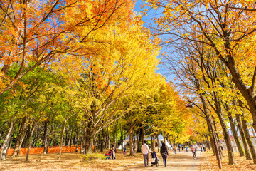 東京　光が丘公園の紅葉