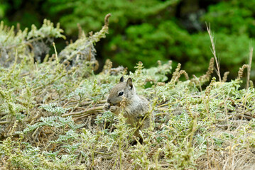 On the seventeen miles drive, near Carmel