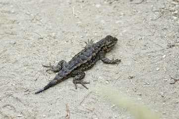 Nice encounters on the seventeen miles drive