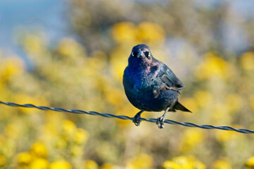 Nice encounters on the seventeen miles drive