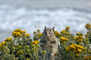 Piedras Blancas on the Big Sur Coast Highway