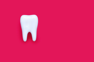 Molar on a pink background and free space for text. Medical concept of dental health and proper care of molars. Inspection of the root of the tooth. Perfect molar on red background