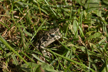 The green toad (lat. Bufotes viridis) is a tailless amphibian from the family of toad.