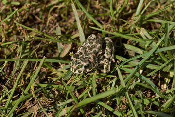 The green toad (lat. Bufotes viridis) is a tailless amphibian from the family of toad.