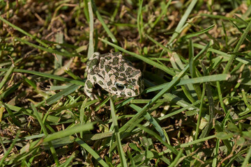 The green toad (lat. Bufotes viridis) is a tailless amphibian from the family of toad.