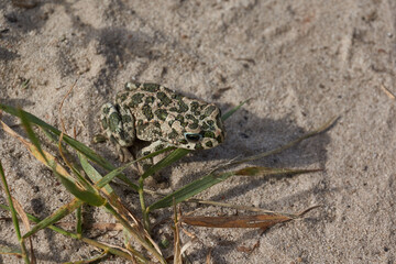 The green toad (lat. Bufotes viridis) is a tailless amphibian from the family of toad.