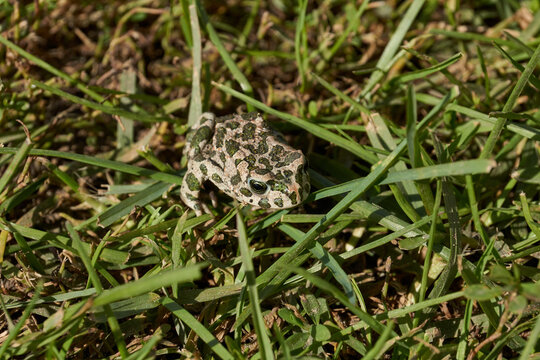 The green toad (lat. Bufotes viridis) is a tailless amphibian from the family of toad.