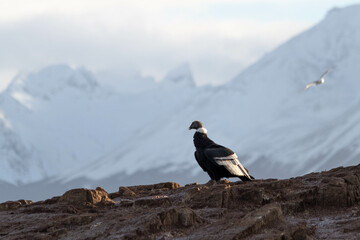 Andean Condor in a island of Beagle Channel
