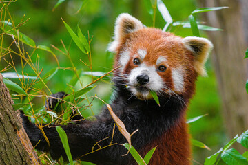 Red panda in forest, Red panda lying on the tree with green leaves in the nature looking habitat,