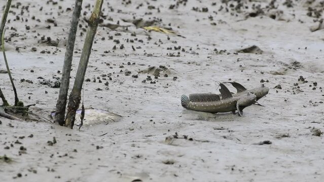 Oxudercinae, Tembakul fish or glodok on the mud of Indonesian mangrove forests. Amphibians