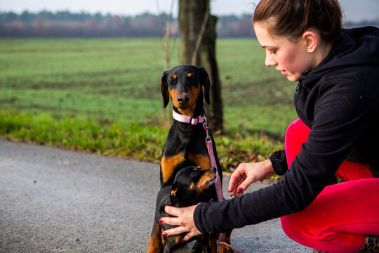 piękne pieski doberman pinczer miniaturowy razem plener spacer