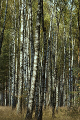 birch forest in summer