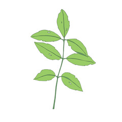 Plant drawing, modern design. Abstract Plant Art design for print, cover, wallpaper. PNG illustration