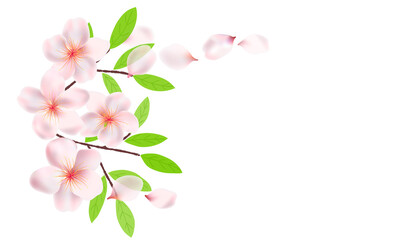 Flowers, branches and leaves of Sakura background. Cherry blossoms , flying petals. Branches with green leaves. on a transparent background.