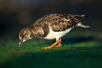 Turnstone.(arenaria interpres)