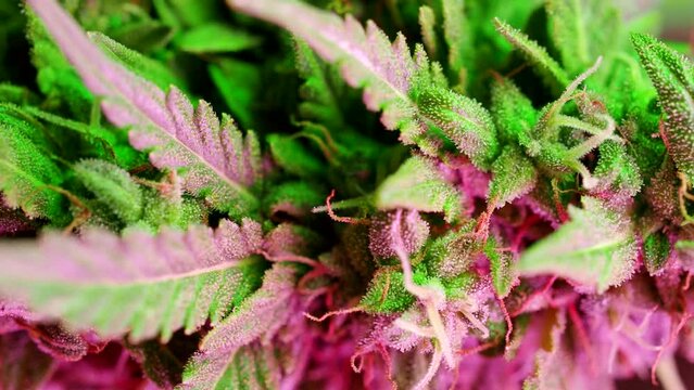 Macro detail of ripe cannabis plant - hemp - in VERTICAL 4K VIDEO. Blooming colored female marijuana flower with large bud colas and visible pistil hairs and amber trichomes. Close-up.