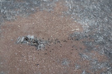 A nest of black ants in a hole in the road.