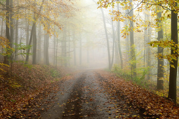 Misty forest with fallen leaves on the road, late autumn. Inovec, Slovakia.