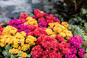 Background of multicolored Kalanchoe flowers