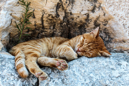 Katze