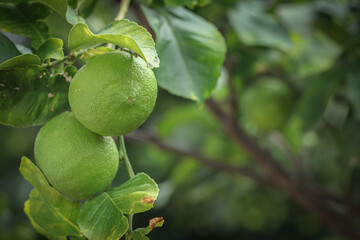 Citrus limon. Frutti di limone acerbi appesi all'albero