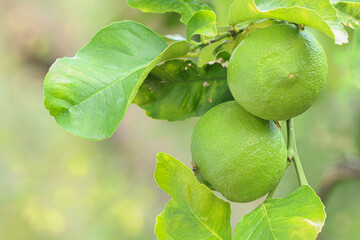 Citrus limon. Frutti di limone fotografati all'albero.