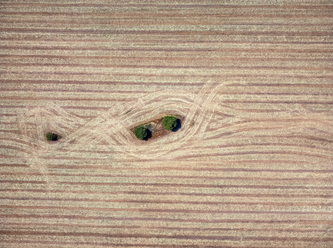 Aerial view of a lonely three tree among cereal fields.