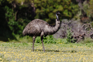 Australian emu at Tower Hill wildlife reserve , Victoria (Australia)