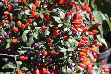 Chili im Garten