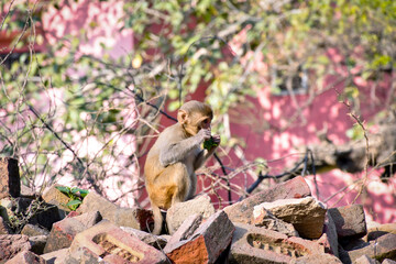 small monkey eating a fruit. Selective focus