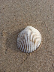 seashell on the beach