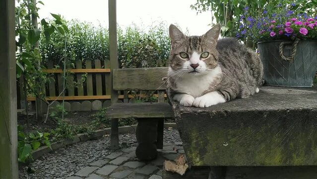 Curious tabby cat in the garden, looking around and being playful