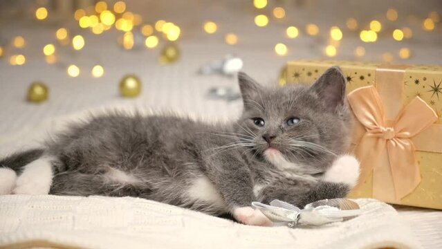 Christmas with Kitten. Small Gray Kitten Playing with Xmas Decorations, Balls and Looking to Camera. Kitty Preparing to Celebration. Funny Little Cat and Gift Box on White Blanket. Festive background.