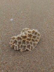 seashell on the beach
