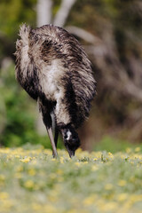 Australian emu at Tower Hill wildlife reserve , Victoria (Australia)