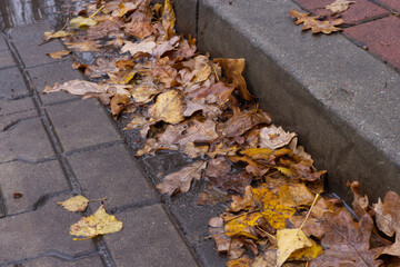 Rain and Leaves in Gutter. Thick leaves in a curb. Concept for rainy weather, autumn mood and melancholy.