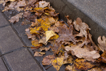 Rain and Leaves in Gutter. Thick leaves in a curb. Concept for rainy weather, autumn mood and melancholy.