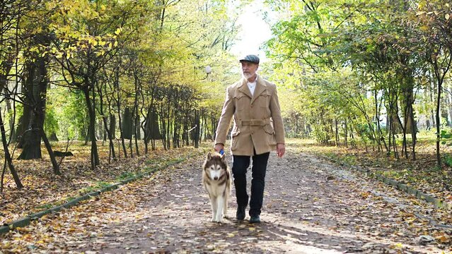 Mature grey-haired successful man wearing coat walking with husky dog in park in autumn enjoying weather. Senior beautiful bearded stylish male strolling with pet on fresh air. Owning husky concept.