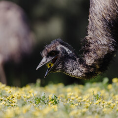 Australian emu at Tower Hill wildlife reserve , Victoria (Australia)