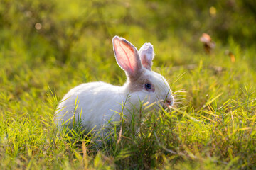 Naklejka premium Adorable and cute new born rabbit. baby cute rabbit or new born adorable bunny. Easter Bunny.