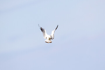 Blackheaded gull flying over Ekstakusten