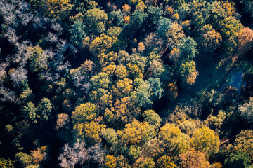 Forest trees showing autumn colors, photographed from the sky.