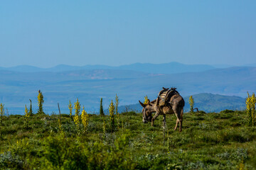 landscape with donkey
