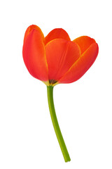 blooming tulips with leaves on a transparent background