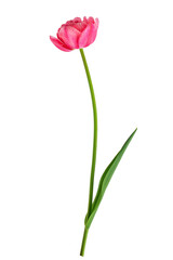 Obraz premium blooming tulips with leaves on a transparent background