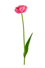 Obraz premium blooming tulips with leaves on a transparent background