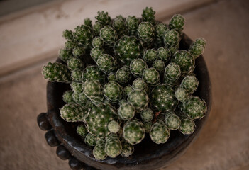 Potted cactus with varying focus
